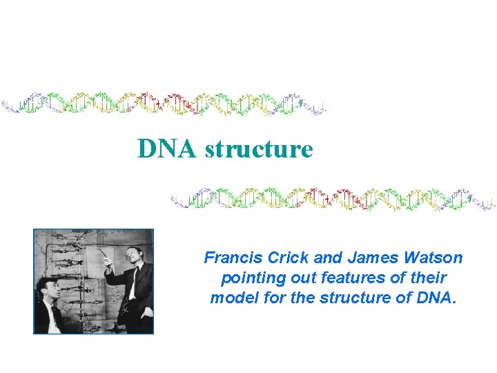 DNA structure Francis Crick and James Watson pointing out features of their model for
