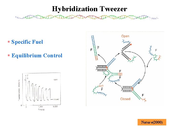 Hybridization Tweezer § Specific Fuel § Equilibrium Control Nature(2000) 
