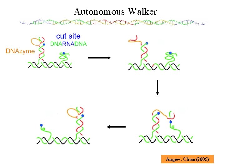 Autonomous Walker Angew. Chem(2005) 