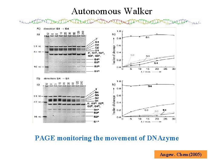 Autonomous Walker PAGE monitoring the movement of DNAzyme Angew. Chem(2005) 