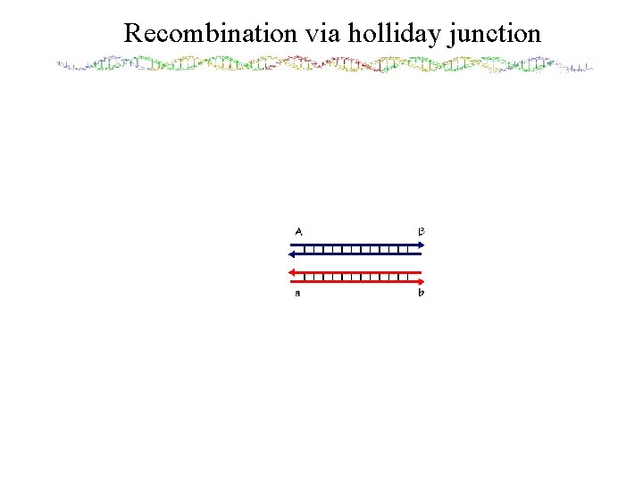 Recombination via holliday junction 