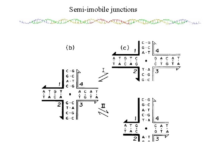 Semi-imobile junctions 