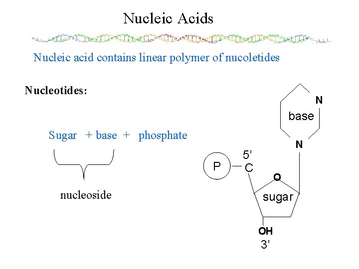 Nucleic Acids Nucleic acid contains linear polymer of nucoletides Nucleotides: N base Sugar +