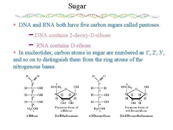 Sugar § DNA and RNA both have five carbon sugars called pentoses. DNA contains
