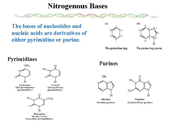 Nitrogenous Bases The bases of nucleotides and nucleic acids are derivatives of either pyrimidine