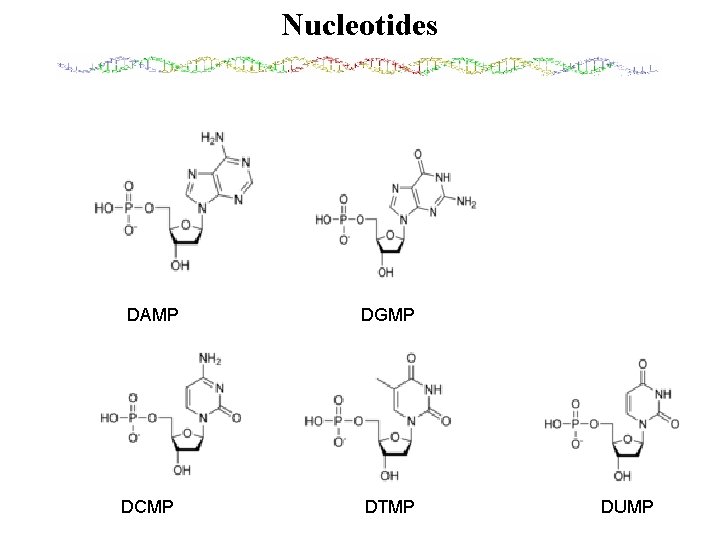 Nucleotides DAMP DGMP DCMP DTMP DUMP 