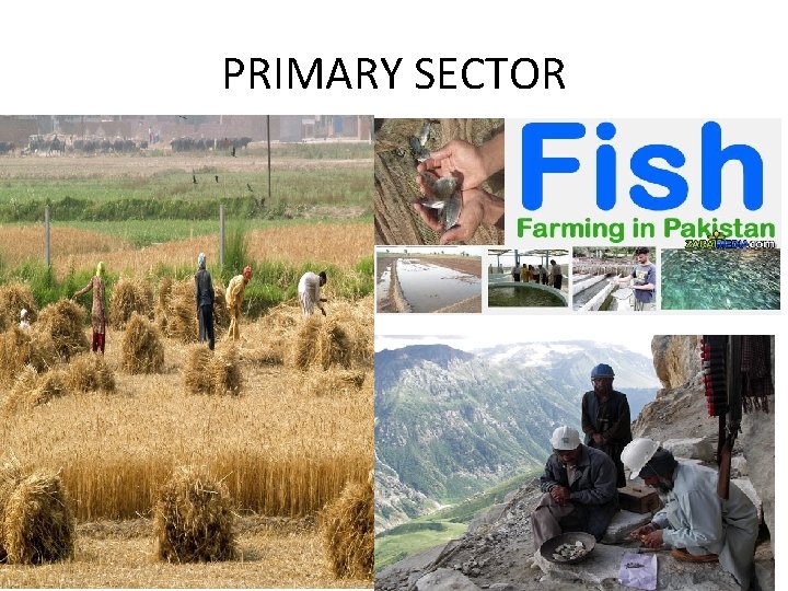 PRIMARY SECTOR 