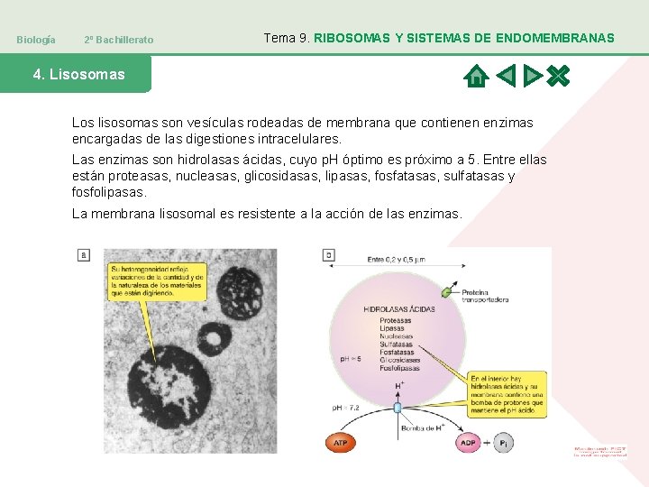 Biología 2º Bachillerato Tema 9. RIBOSOMAS Y SISTEMAS DE ENDOMEMBRANAS 4. Lisosomas Los lisosomas