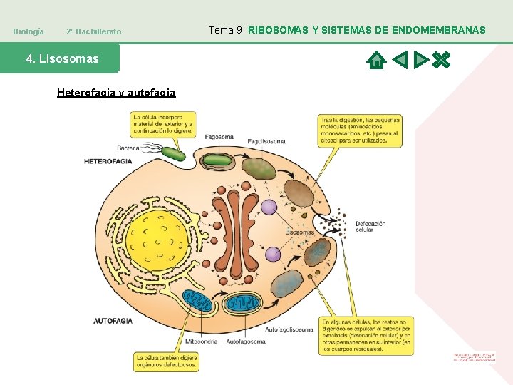 Biología 2º Bachillerato 4. Lisosomas Heterofagia y autofagia Tema 9. RIBOSOMAS Y SISTEMAS DE