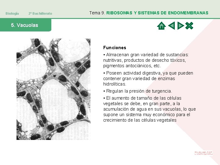 Biología 2º Bachillerato Tema 9. RIBOSOMAS Y SISTEMAS DE ENDOMEMBRANAS 5. Vacuolas Funciones •