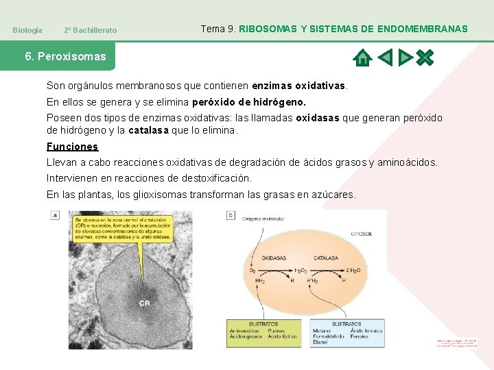 Biología 2º Bachillerato Tema 9. RIBOSOMAS Y SISTEMAS DE ENDOMEMBRANAS 6. Peroxisomas Son orgánulos