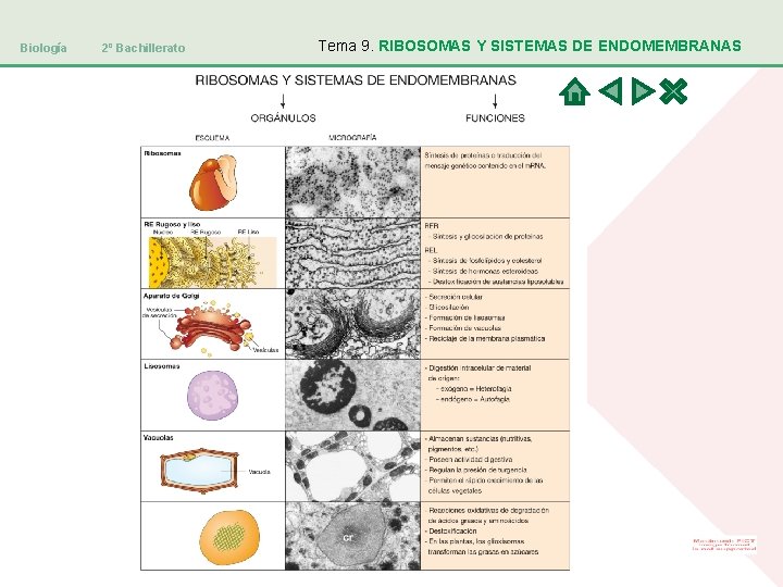 Biología 2º Bachillerato Tema 9. RIBOSOMAS Y SISTEMAS DE ENDOMEMBRANAS 