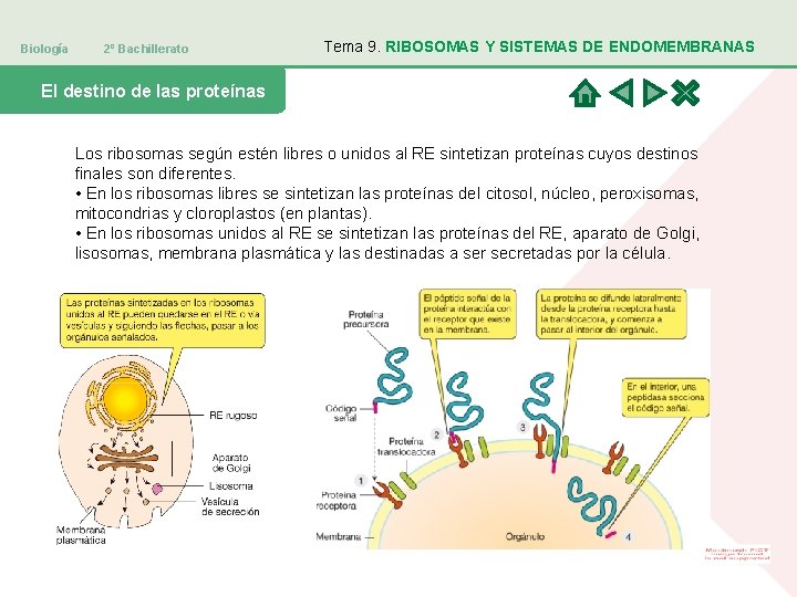Biología 2º Bachillerato Tema 9. RIBOSOMAS Y SISTEMAS DE ENDOMEMBRANAS El destino de las
