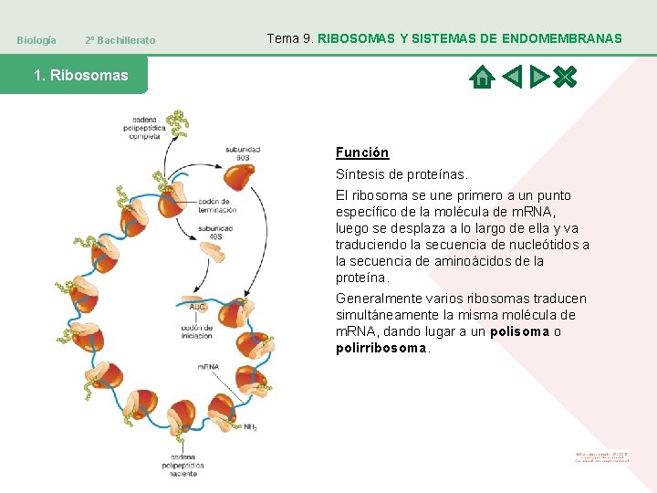 Biología 2º Bachillerato Tema 9. RIBOSOMAS Y SISTEMAS DE ENDOMEMBRANAS 1. Ribosomas Función Síntesis