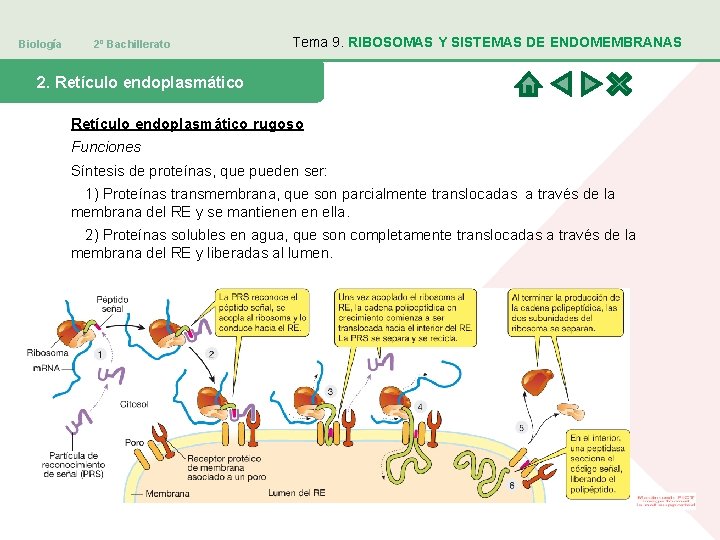 Biología 2º Bachillerato Tema 9. RIBOSOMAS Y SISTEMAS DE ENDOMEMBRANAS 2. Retículo endoplasmático rugoso