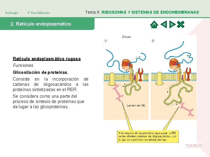 Biología 2º Bachillerato Tema 9. RIBOSOMAS Y SISTEMAS DE ENDOMEMBRANAS 2. Retículo endoplasmático rugoso