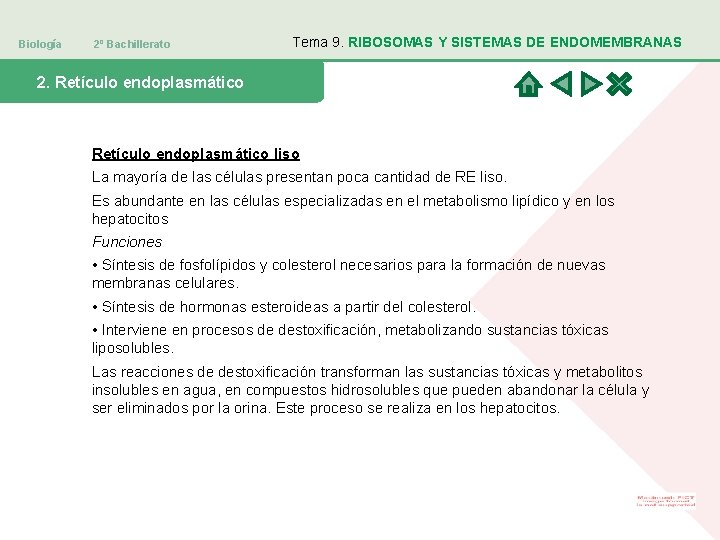 Biología 2º Bachillerato Tema 9. RIBOSOMAS Y SISTEMAS DE ENDOMEMBRANAS 2. Retículo endoplasmático liso