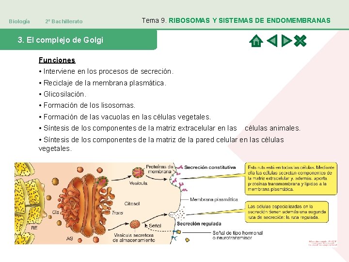 Biología 2º Bachillerato Tema 9. RIBOSOMAS Y SISTEMAS DE ENDOMEMBRANAS 3. El complejo de