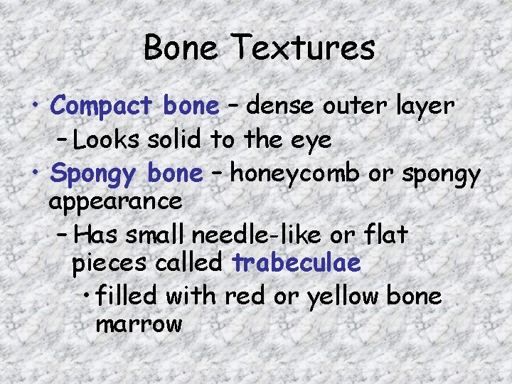 Bone Textures • Compact bone – dense outer layer – Looks solid to the