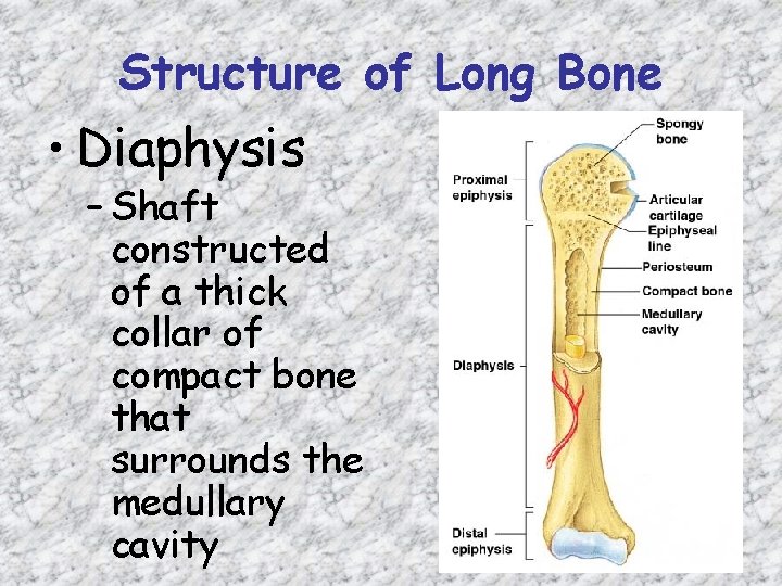 Structure of Long Bone • Diaphysis – Shaft constructed of a thick collar of