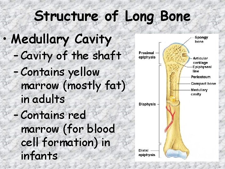 Structure of Long Bone • Medullary Cavity – Cavity of the shaft – Contains Structure of Long Bone • Medullary Cavity – Cavity of the shaft – Contains