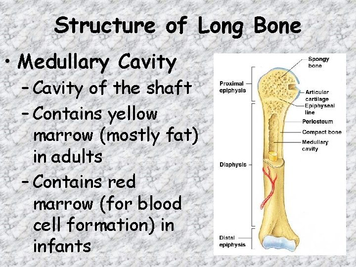 Structure of Long Bone • Medullary Cavity – Cavity of the shaft – Contains