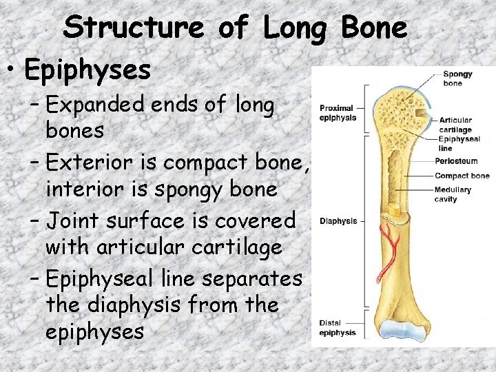 Structure of Long Bone • Epiphyses – Expanded ends of long bones – Exterior