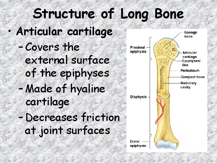 Structure of Long Bone • Articular cartilage – Covers the external surface of the