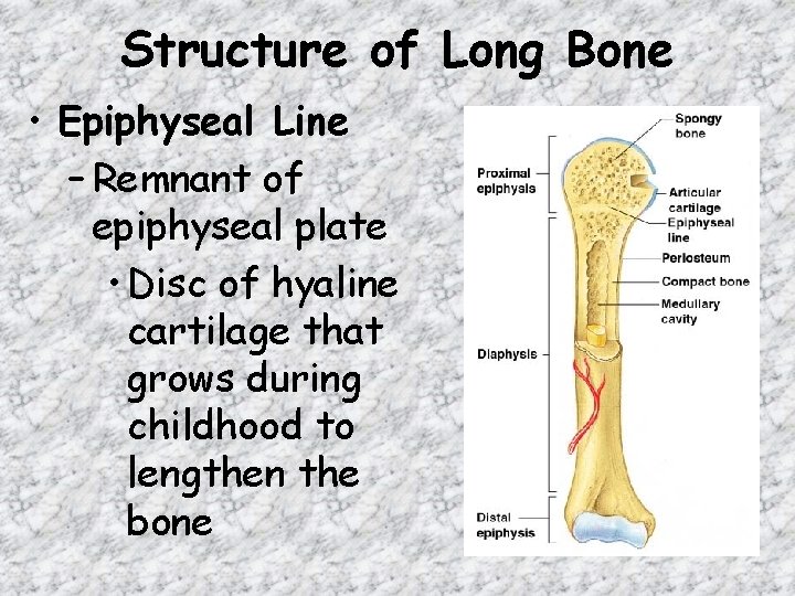 Structure of Long Bone • Epiphyseal Line – Remnant of epiphyseal plate • Disc