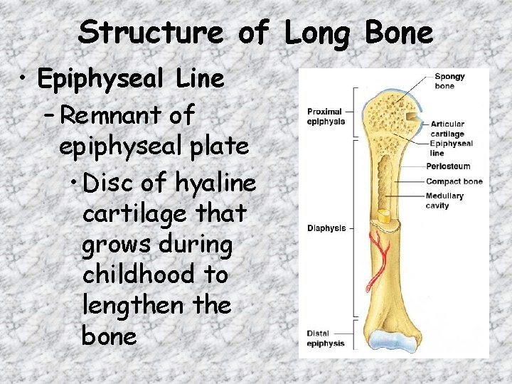 Structure of Long Bone • Epiphyseal Line – Remnant of epiphyseal plate • Disc Structure of Long Bone • Epiphyseal Line – Remnant of epiphyseal plate • Disc