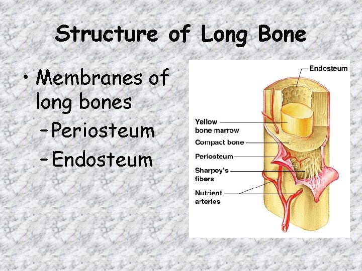 Structure of Long Bone • Membranes of long bones – Periosteum – Endosteum 