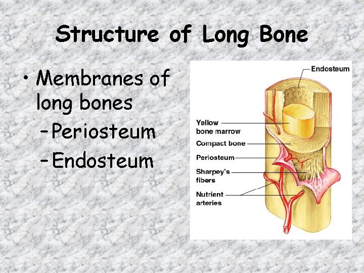 Structure of Long Bone • Membranes of long bones – Periosteum – Endosteum Structure of Long Bone • Membranes of long bones – Periosteum – Endosteum