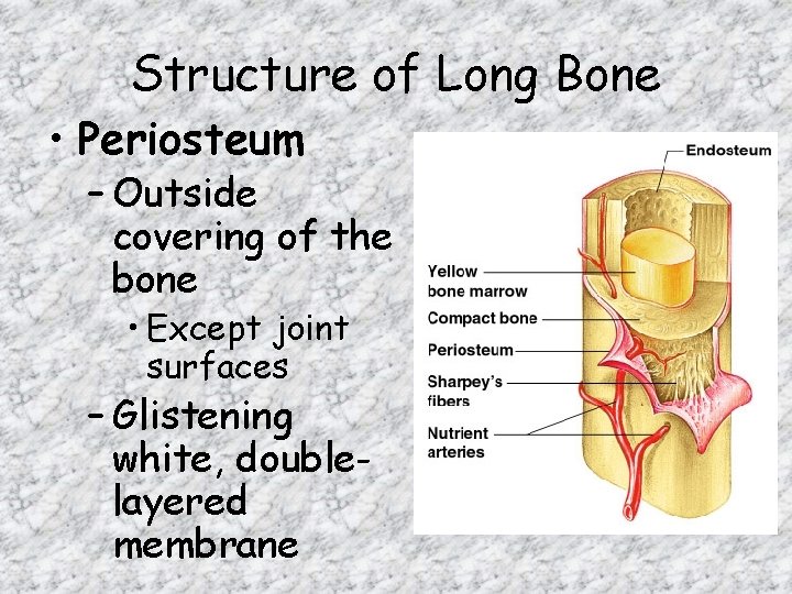 Structure of Long Bone • Periosteum – Outside covering of the bone • Except