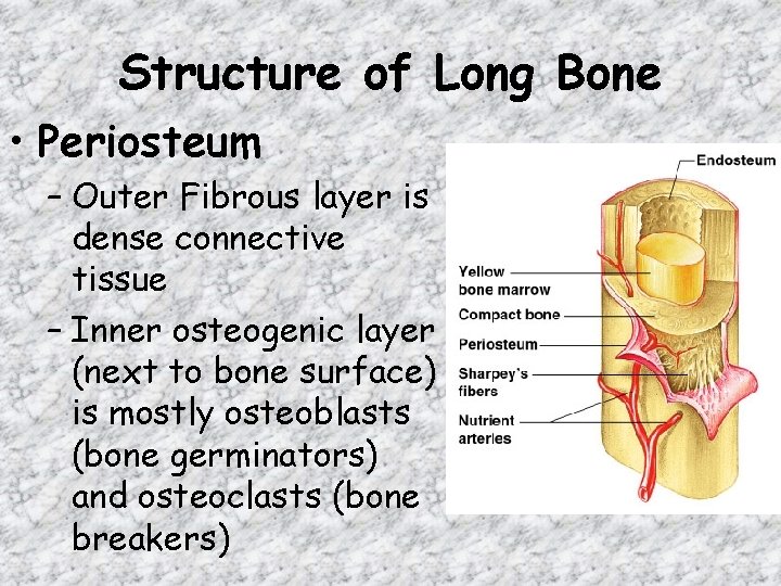 Structure of Long Bone • Periosteum – Outer Fibrous layer is dense connective tissue