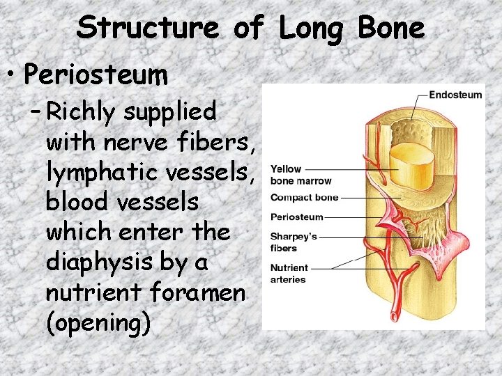 Structure of Long Bone • Periosteum – Richly supplied with nerve fibers, lymphatic vessels,