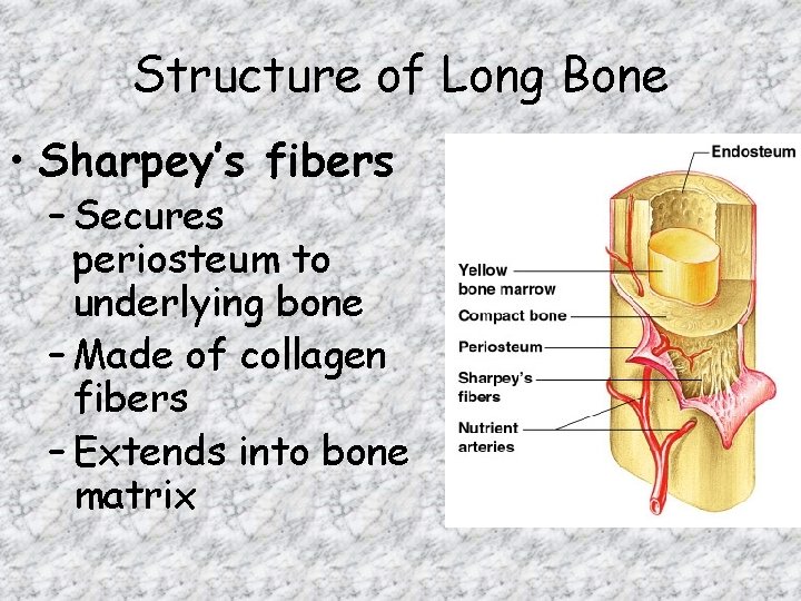 Structure of Long Bone • Sharpey’s fibers – Secures periosteum to underlying bone –