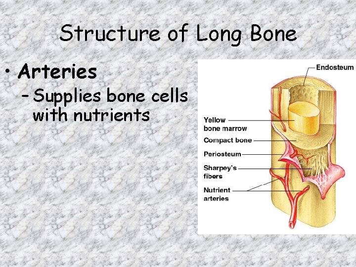 Structure of Long Bone • Arteries – Supplies bone cells with nutrients 