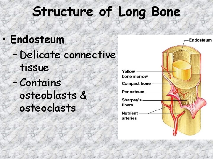 Structure of Long Bone • Endosteum – Delicate connective tissue – Contains osteoblasts &