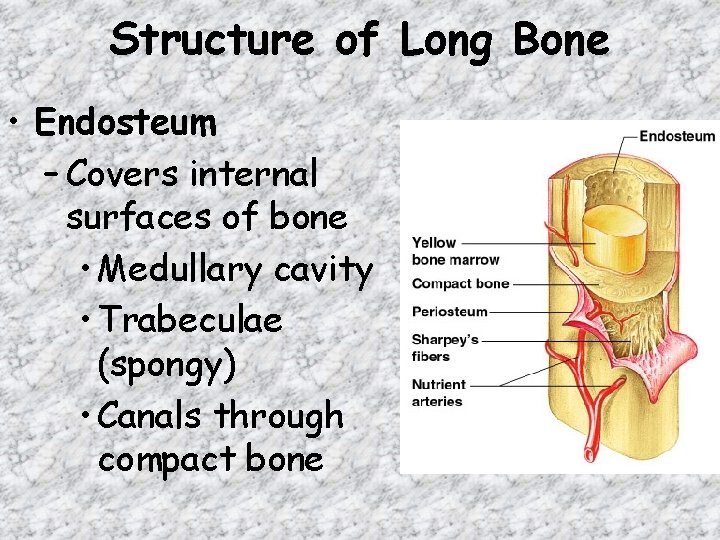 Structure of Long Bone • Endosteum – Covers internal surfaces of bone • Medullary