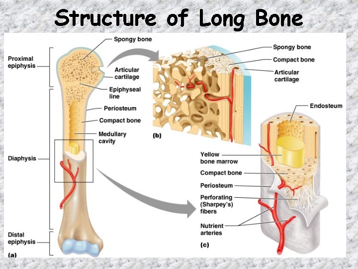 Structure of Long Bone Figure 6. 3 