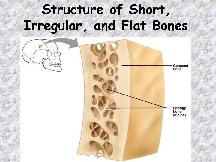 Structure of Short, Irregular, and Flat Bones 