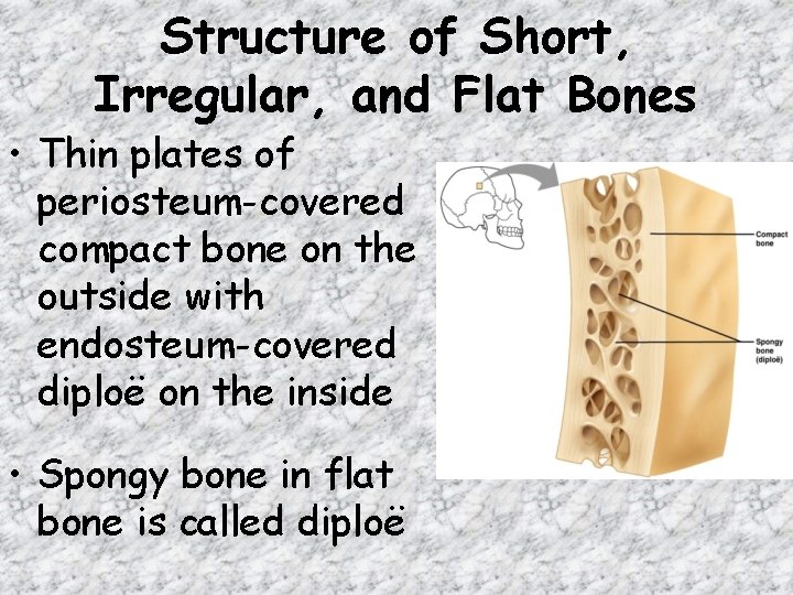 Structure of Short, Irregular, and Flat Bones • Thin plates of periosteum-covered compact bone