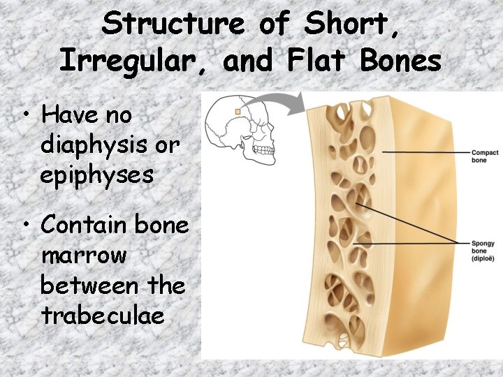 Structure of Short, Irregular, and Flat Bones • Have no diaphysis or epiphyses • Structure of Short, Irregular, and Flat Bones • Have no diaphysis or epiphyses •