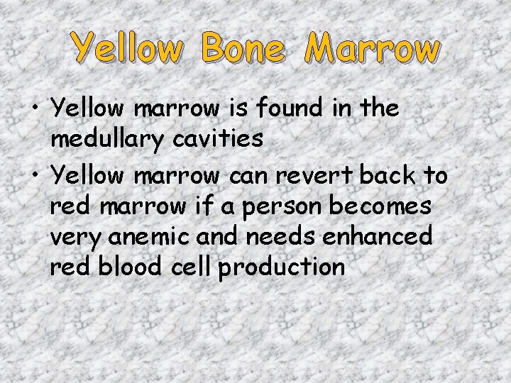 Yellow Bone Marrow • Yellow marrow is found in the medullary cavities • Yellow