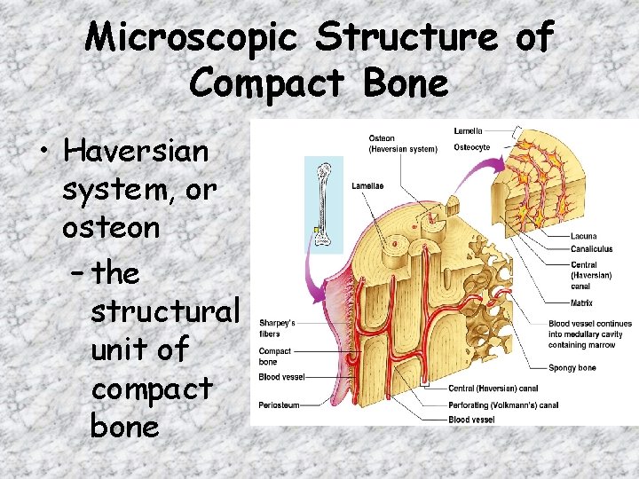 Microscopic Structure of Compact Bone • Haversian system, or osteon – the structural unit