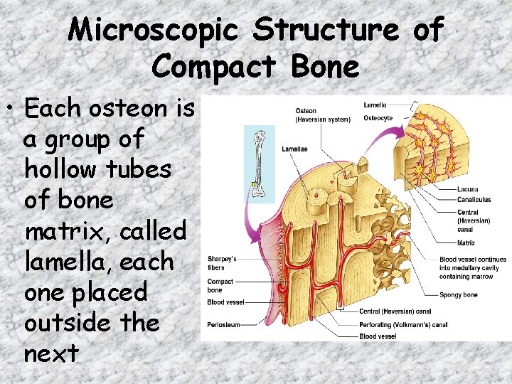Microscopic Structure of Compact Bone • Each osteon is a group of hollow tubes