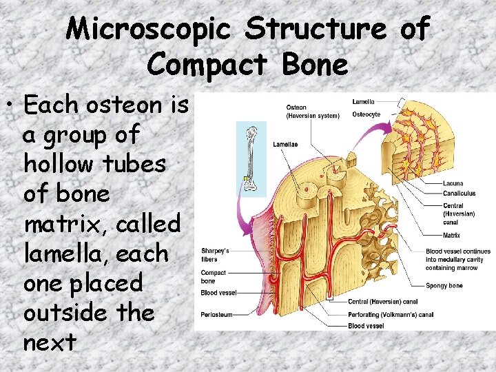 Microscopic Structure of Compact Bone • Each osteon is a group of hollow tubes Microscopic Structure of Compact Bone • Each osteon is a group of hollow tubes