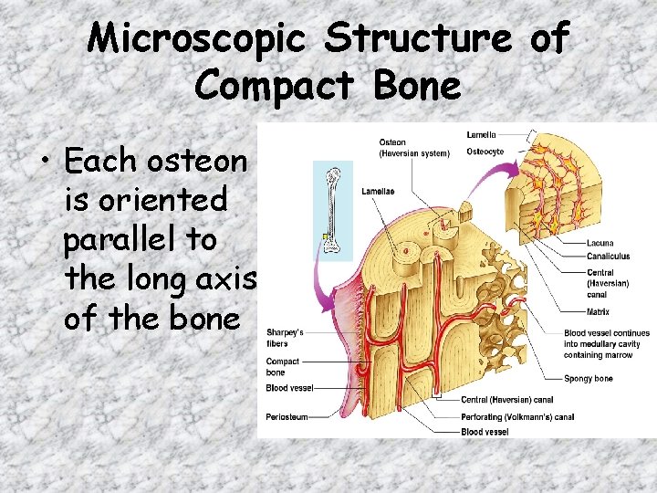 Microscopic Structure of Compact Bone • Each osteon is oriented parallel to the long