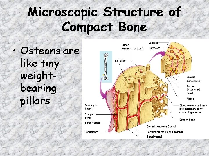 Microscopic Structure of Compact Bone • Osteons are like tiny weightbearing pillars 
