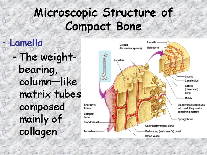 Microscopic Structure of Compact Bone • Lamella – The weightbearing, column—like matrix tubes composed